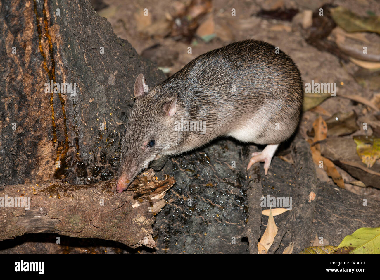 A becco lungo (potaroo Potorous tridactylus) un piccolo roditore come marsupiale talvolta noto come rat-canguri, Queensland, Australia Foto Stock