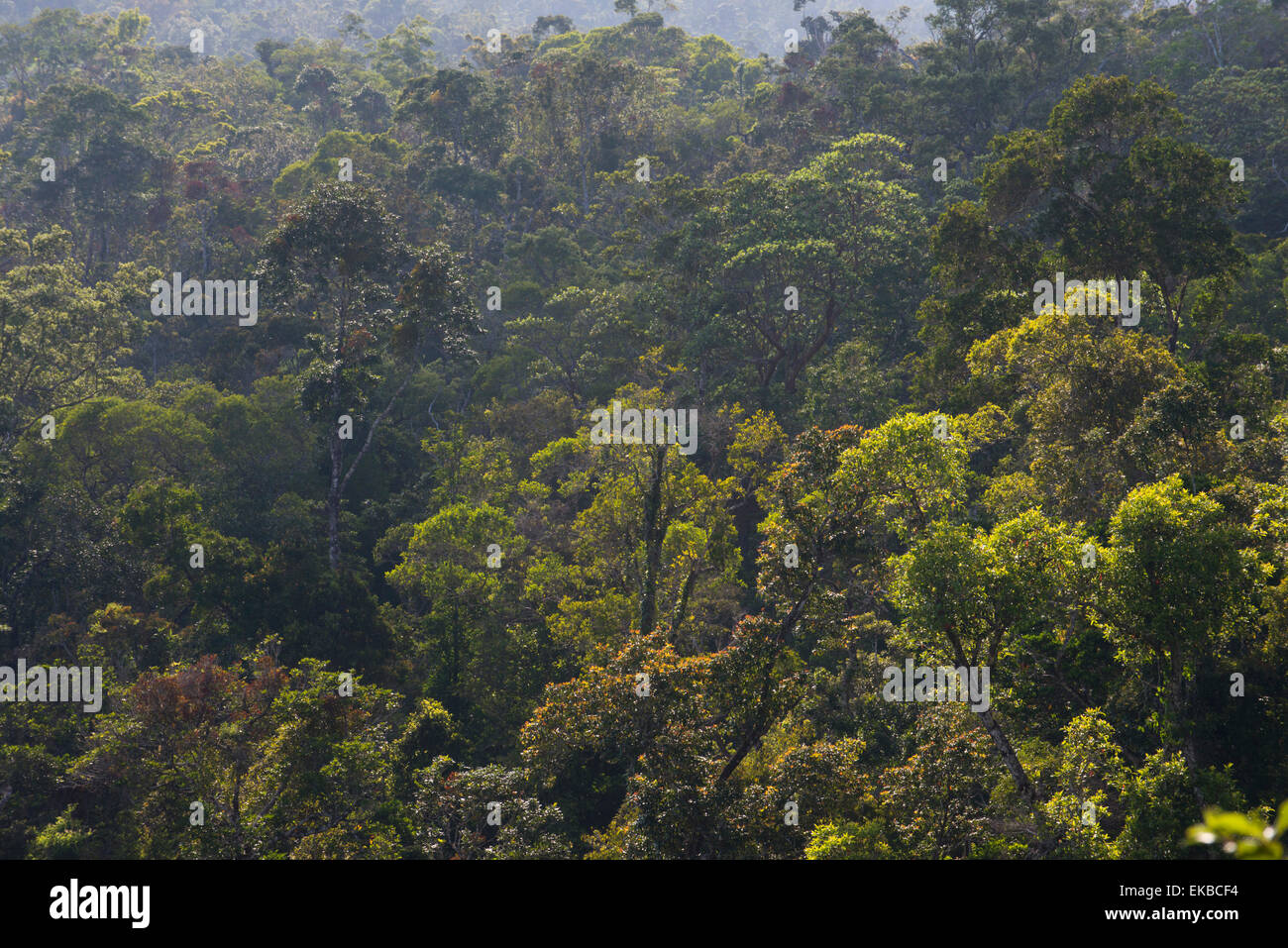 Foresta pluviale in Tully Gorge National Park, parte della Wet Tropics Area del Patrimonio Mondiale dell'UNESCO, Queensland, Australia Foto Stock