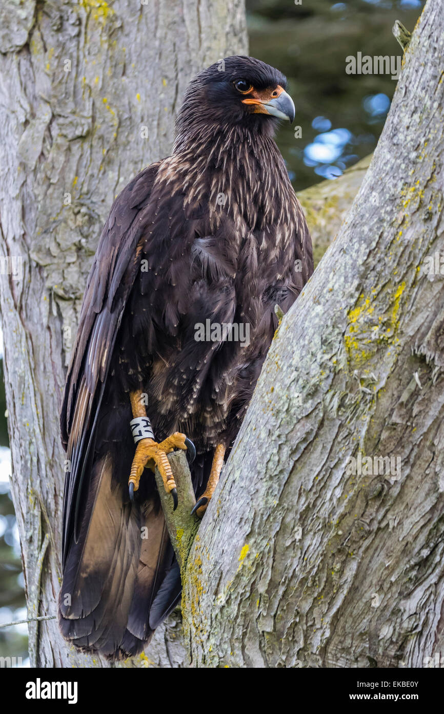 Adulto caracara striato (Phalcoboenus australis), conosciuto localmente come Johnny Rook, Isola di carcassa nelle Isole Falkland Foto Stock