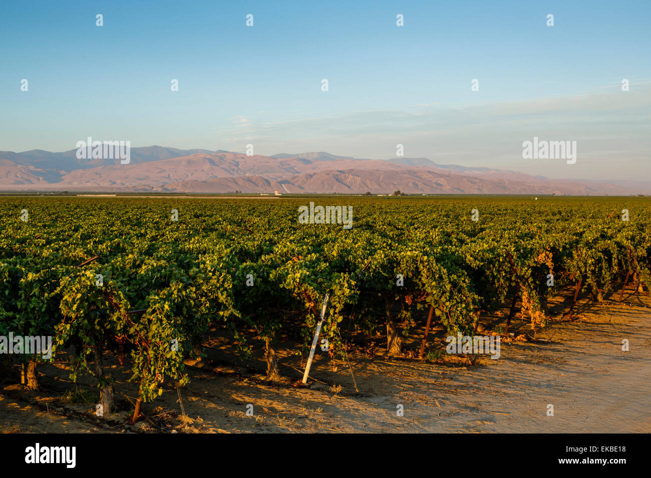 I vigneti di San Joaquin Valley, California, Stati Uniti d'America, America del Nord Foto Stock