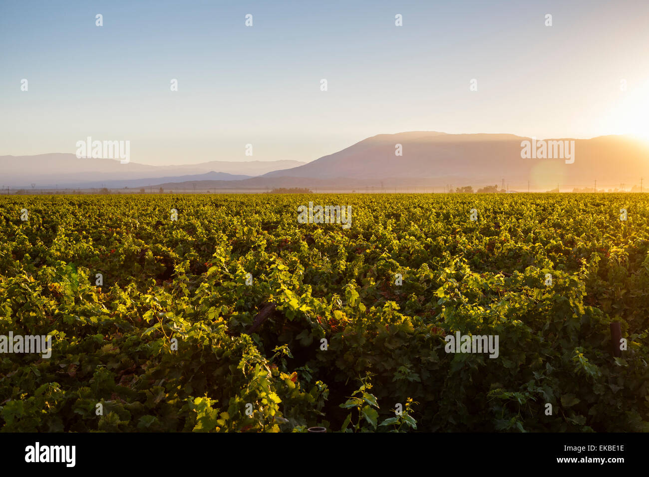 I vigneti di San Joaquin Valley, California, Stati Uniti d'America, America del Nord Foto Stock