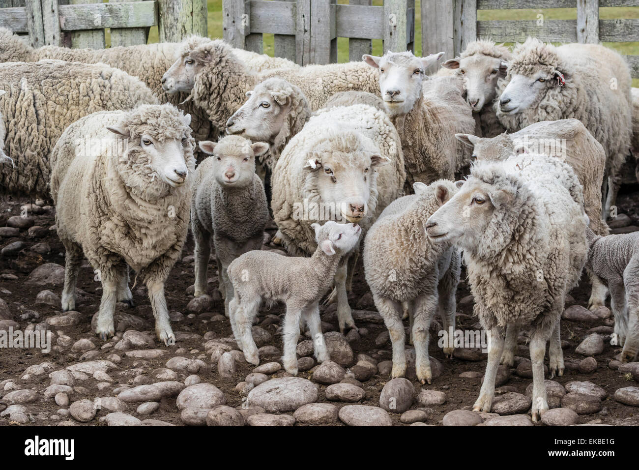 Pecore in attesa di essere troncare a Long Island allevamenti di ovini e caprini, al di fuori di Stanley, Isole Falkland, U.K. Protettorato d'oltremare Foto Stock