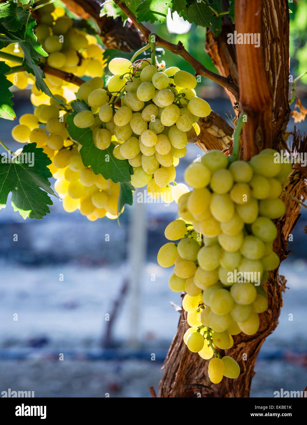 Le uve in San Joaquin Valley, California, Stati Uniti d'America, America del Nord Foto Stock