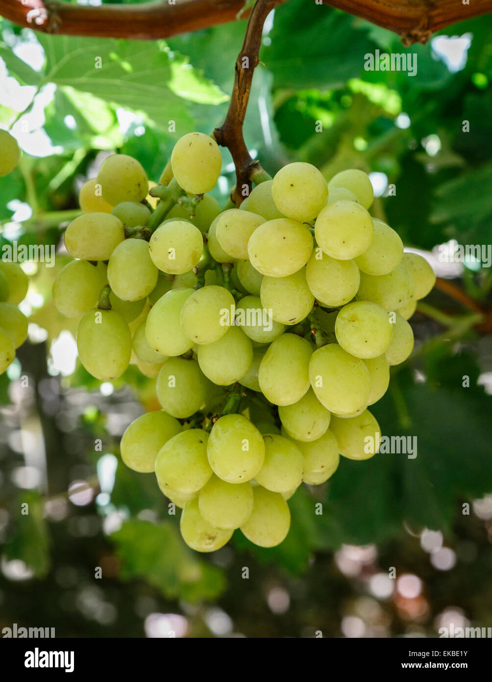 Le uve in San Joaquin Valley, California, Stati Uniti d'America, America del Nord Foto Stock