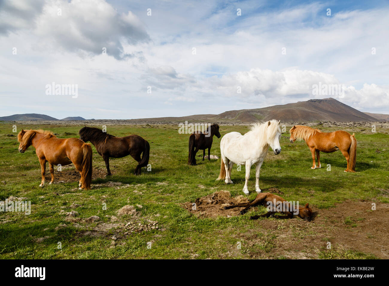 Cavalli selvaggi, penisola di Reykjanes, Islanda, regioni polari Foto Stock