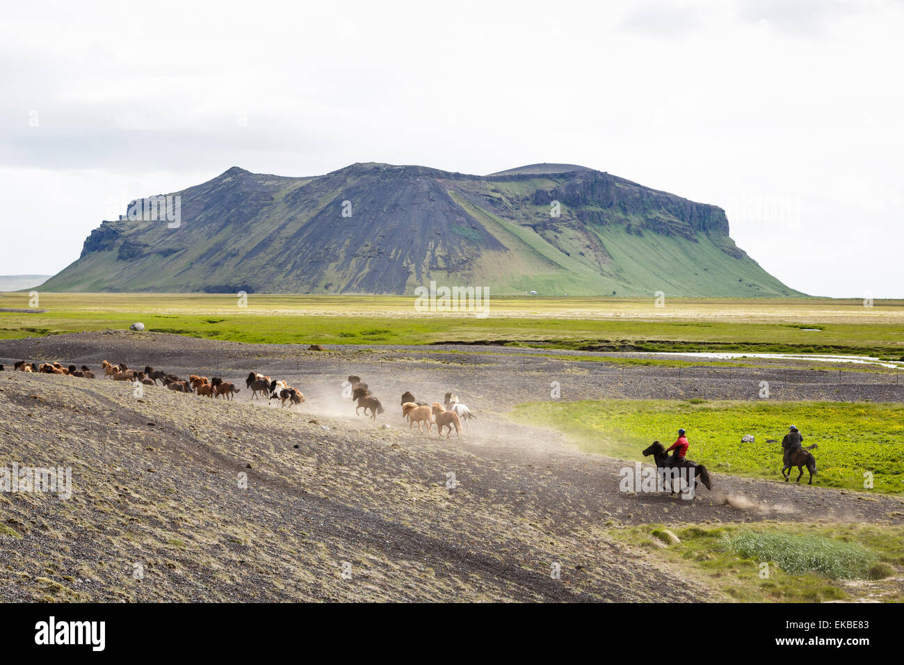 Wild Horse Running, Sud Islanda, Islanda, regioni polari Foto Stock