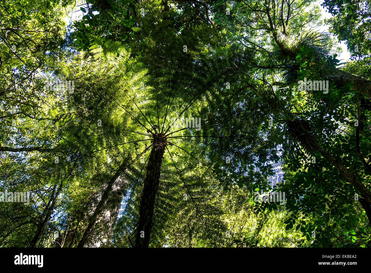 Comunemente chiamato ponga tree (parola maori), questa è la famosa silver fern o cyathea dealbata dalla Nuova Zelanda. Foto Stock