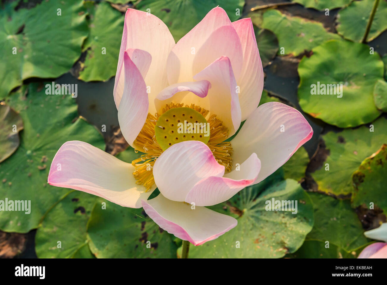 Fiore di loto (Nelumbo nucifera), nei pressi del villaggio di Kampong Tralach, Cambogia, Indocina, Asia sud-orientale, Asia Foto Stock
