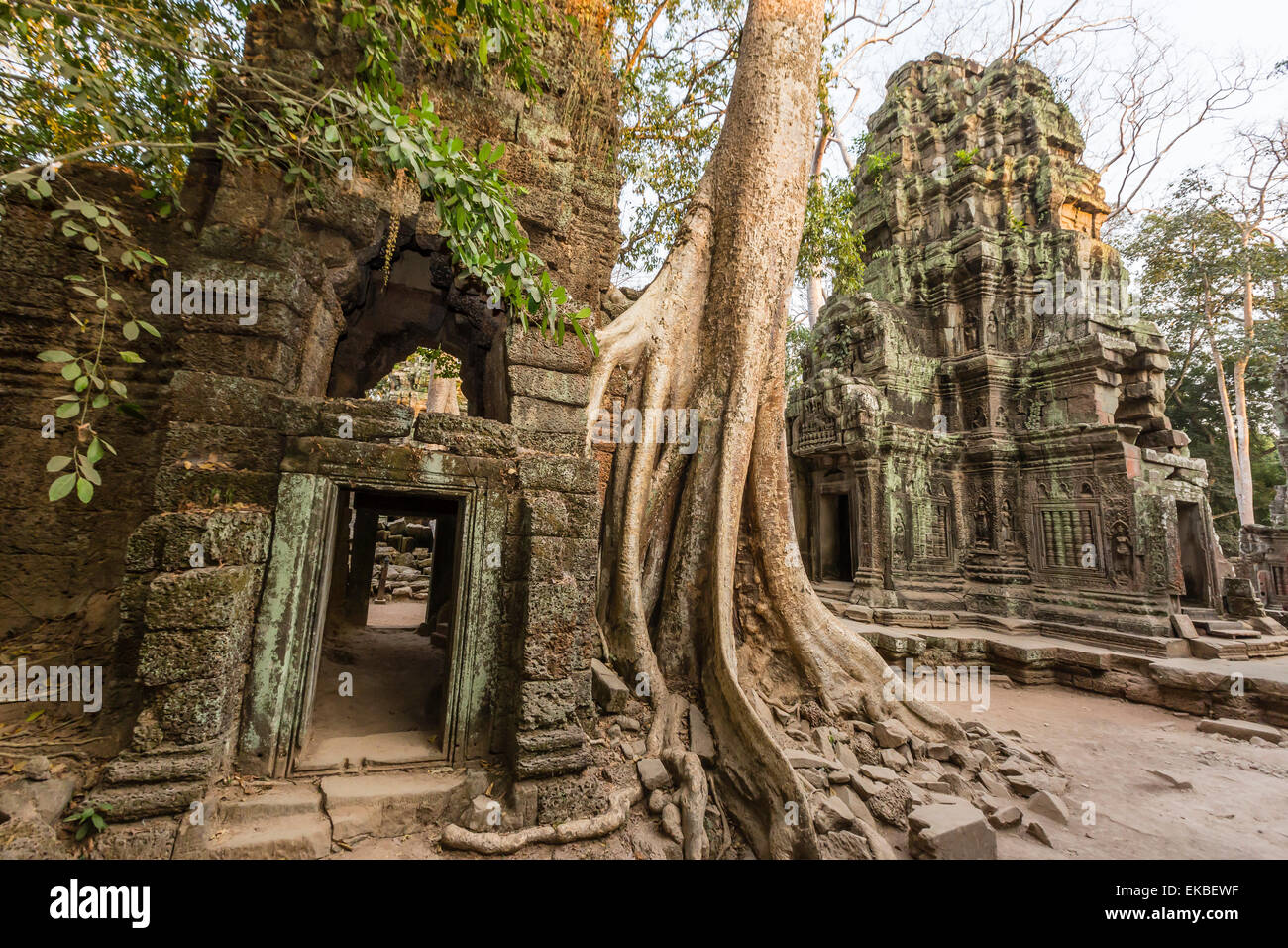 Ta Prohm tempio, distrutta dalla giungla crescita, Angkor, Sito Patrimonio Mondiale dell'UNESCO, Cambogia, Indocina, Asia sud-orientale, Asia Foto Stock