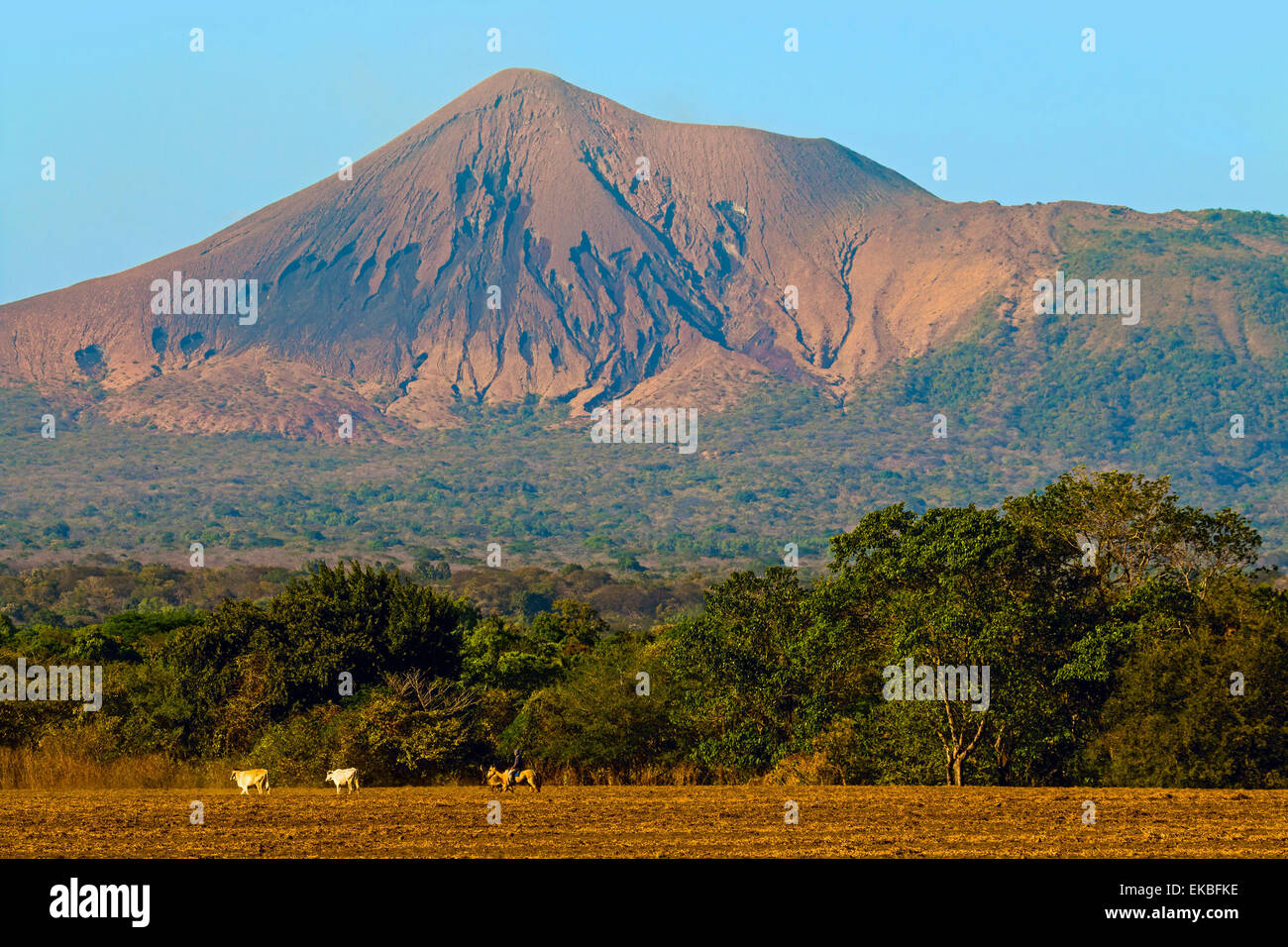 I campi a nord di Leon e Volcan Telica, nel nord-ovest della catena vulcanica, Leon, Nicaragua Foto Stock