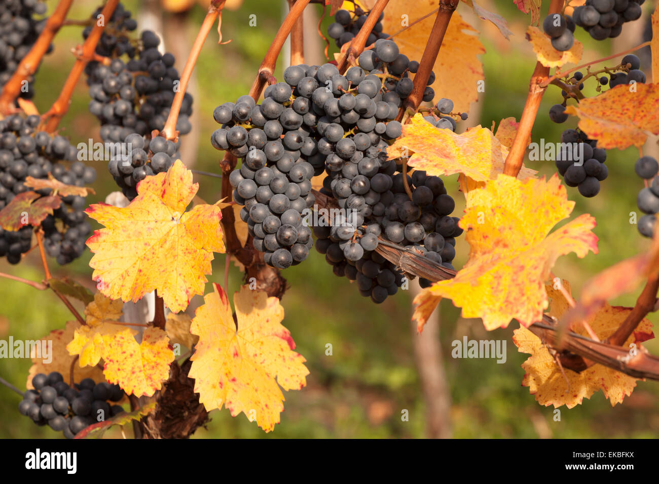 Vino rosso Uva, autunno, Uhlbach, Baden Wurttemberg, Germania, Europa Foto Stock