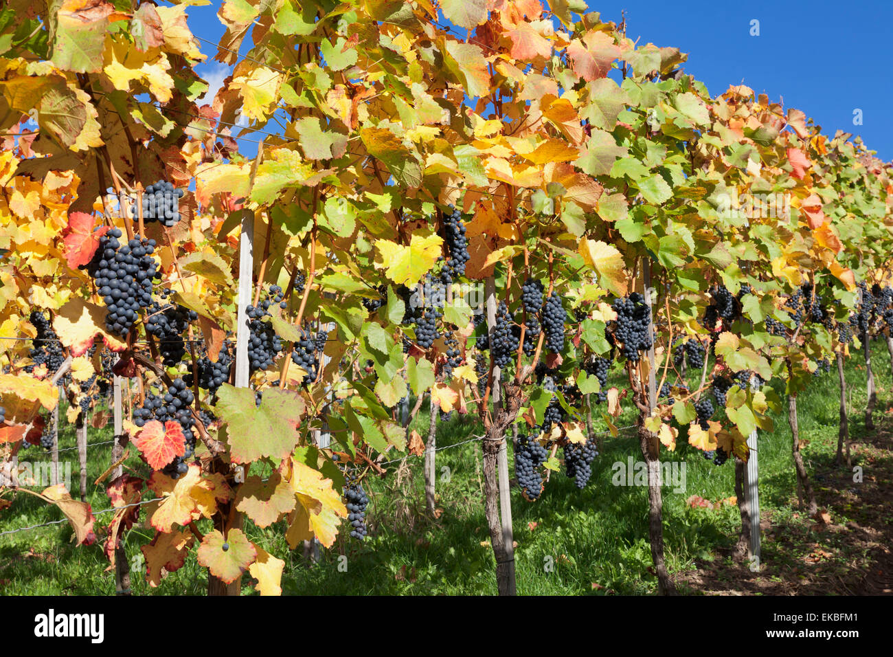 Vino rosso Uva, autunno, Uhlbach, Baden Wurttemberg, Germania, Europa Foto Stock