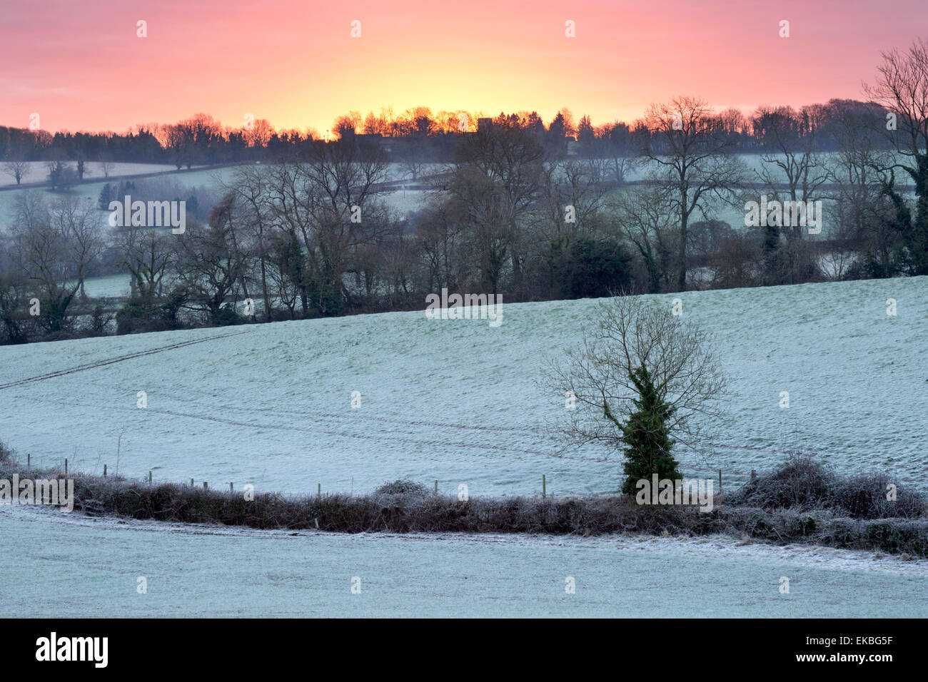 Inverno alberi e campi in alba frost, Stow-su-il-Wold, Gloucestershire, Cotswolds, England, Regno Unito, Europa Foto Stock