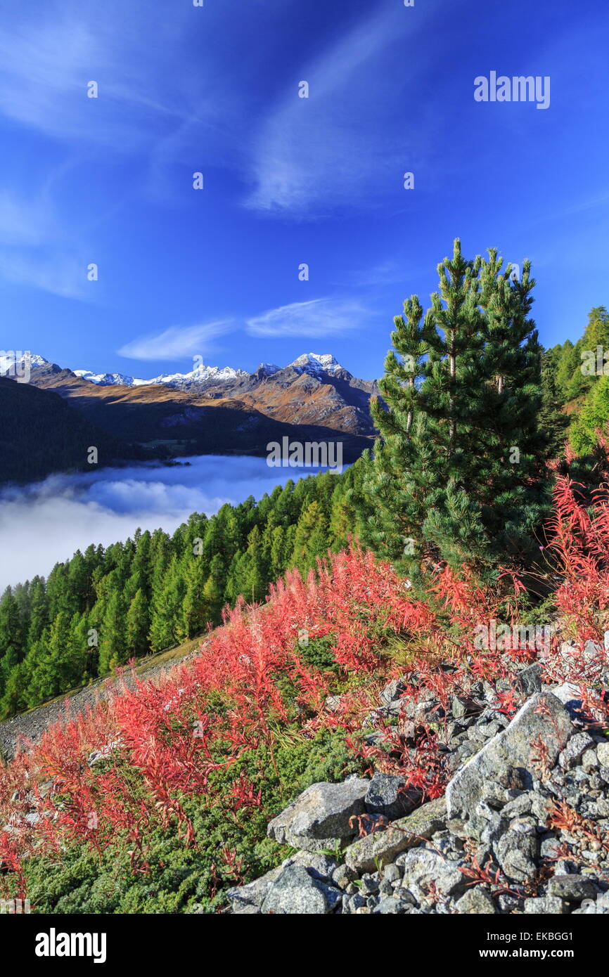 Il cielo blu sopra la vallata Engadinese ancora avvolta in una fitta nebbia, in una giornata autunnale, e rosso erbacce, Grigioni, Svizzera Foto Stock