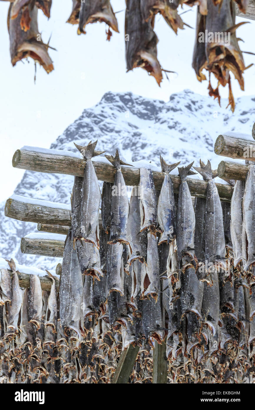 Baccalà esposti ad asciugare all'aria fresca e sole in Isole Lofoten artico, Norvegia, Scandinavia, Europa Foto Stock