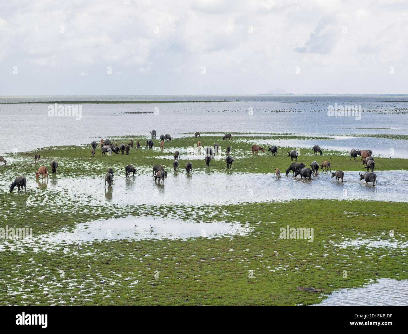 Swamp bufalo pascolano in Thale Noi, Phatthalung Provincia, Thailandia Foto Stock