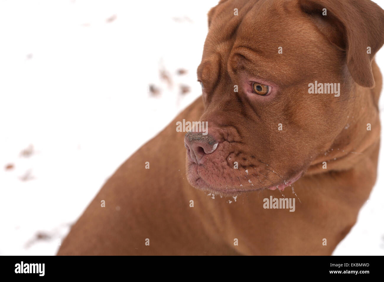 Burdeaux cane nella neve Foto Stock