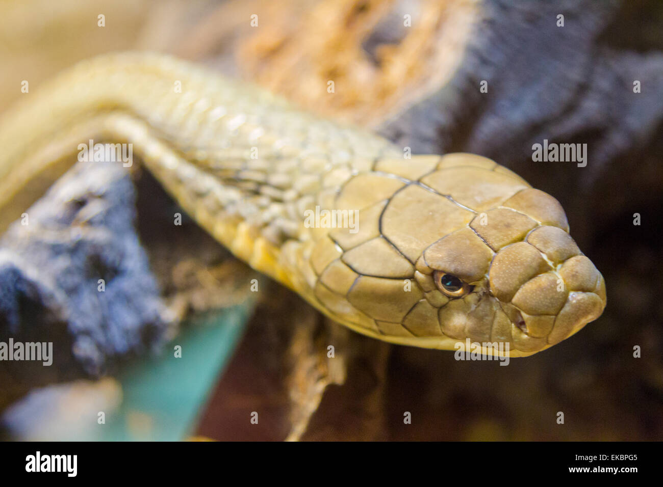 Royal Cobra (Ophiophagus hannah) Foto Stock