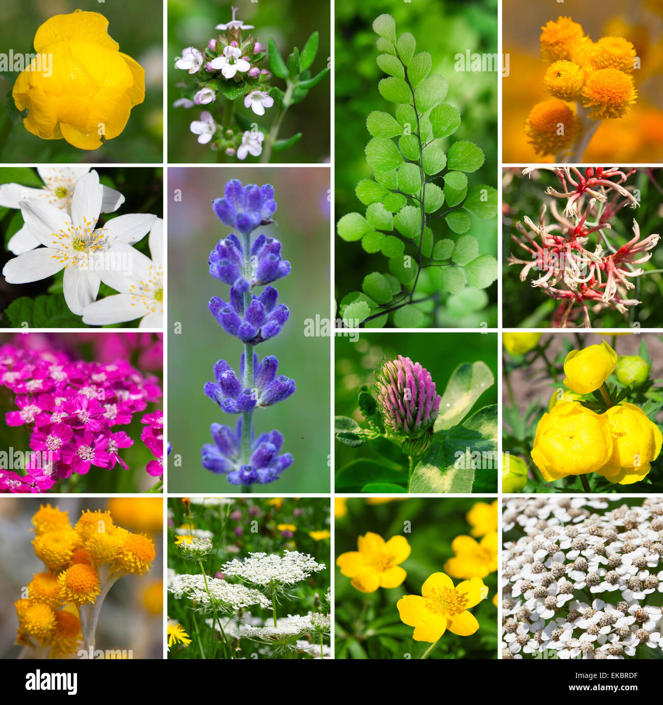 Fresche aromatiche officinali, piante e fiori - insieme di raccolta Foto Stock