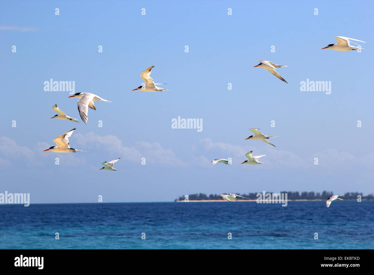 Gregge di sterne volare sopra il mare vicino alla costa della Tanzania, africa orientale Foto Stock