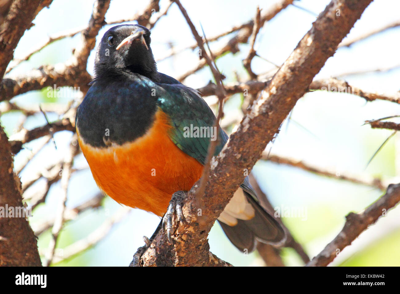 Un uccello africano noto come superba starling, Lamprotornis superbus, appollaiato su un albero nel Parco Nazionale del Serengeti, Tanzania Foto Stock