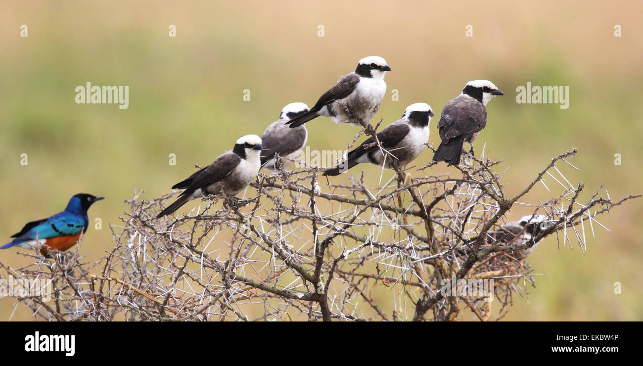 Un gruppo di uccelli africani appollaiato su un graticcio, molti nord del bianco-incoronato shrikes, Eurocephalus rueppelli e una superba starling Foto Stock