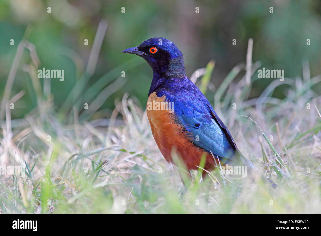 Un colorato uccello africano noto come superba starling, Lamprotornis superbus, sull'erba nel Parco Nazionale del Serengeti, Tanzania Foto Stock