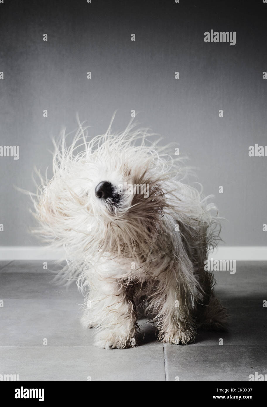 Coton de tulear stesso di scuotimento per asciugare la sua pelliccia Foto Stock