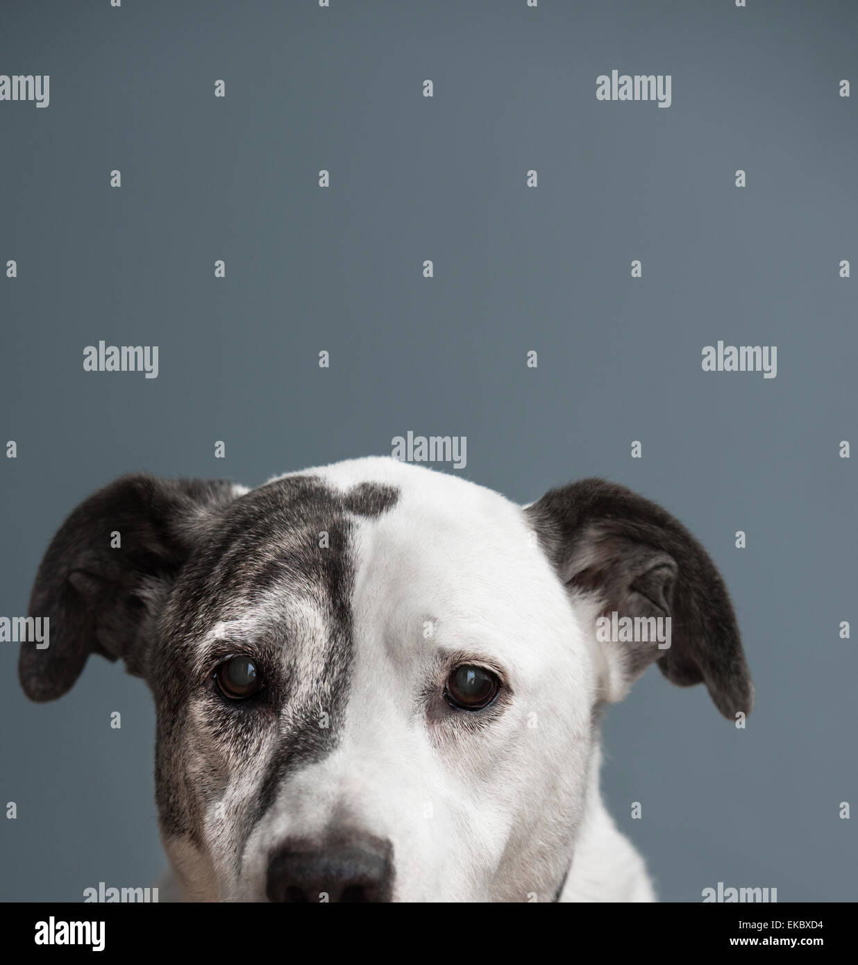 Ritratto di pit bull e alano mixed-cane di razza Foto Stock