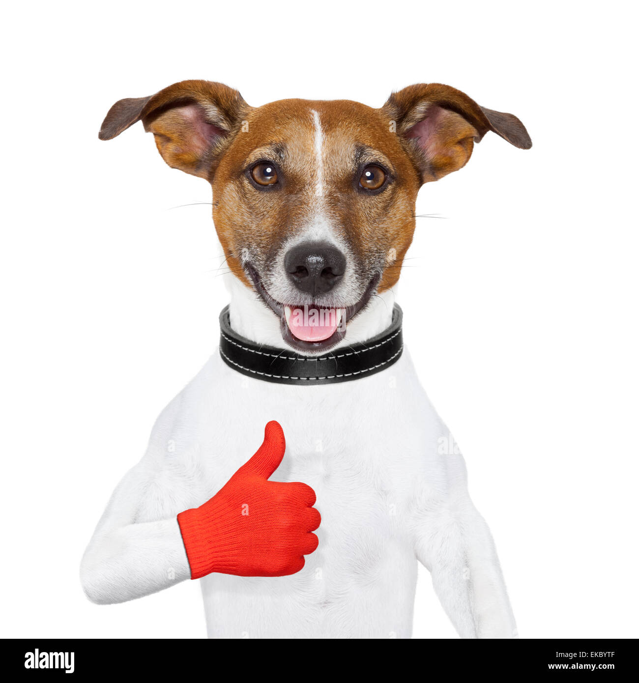 Mi piace il cane Foto Stock