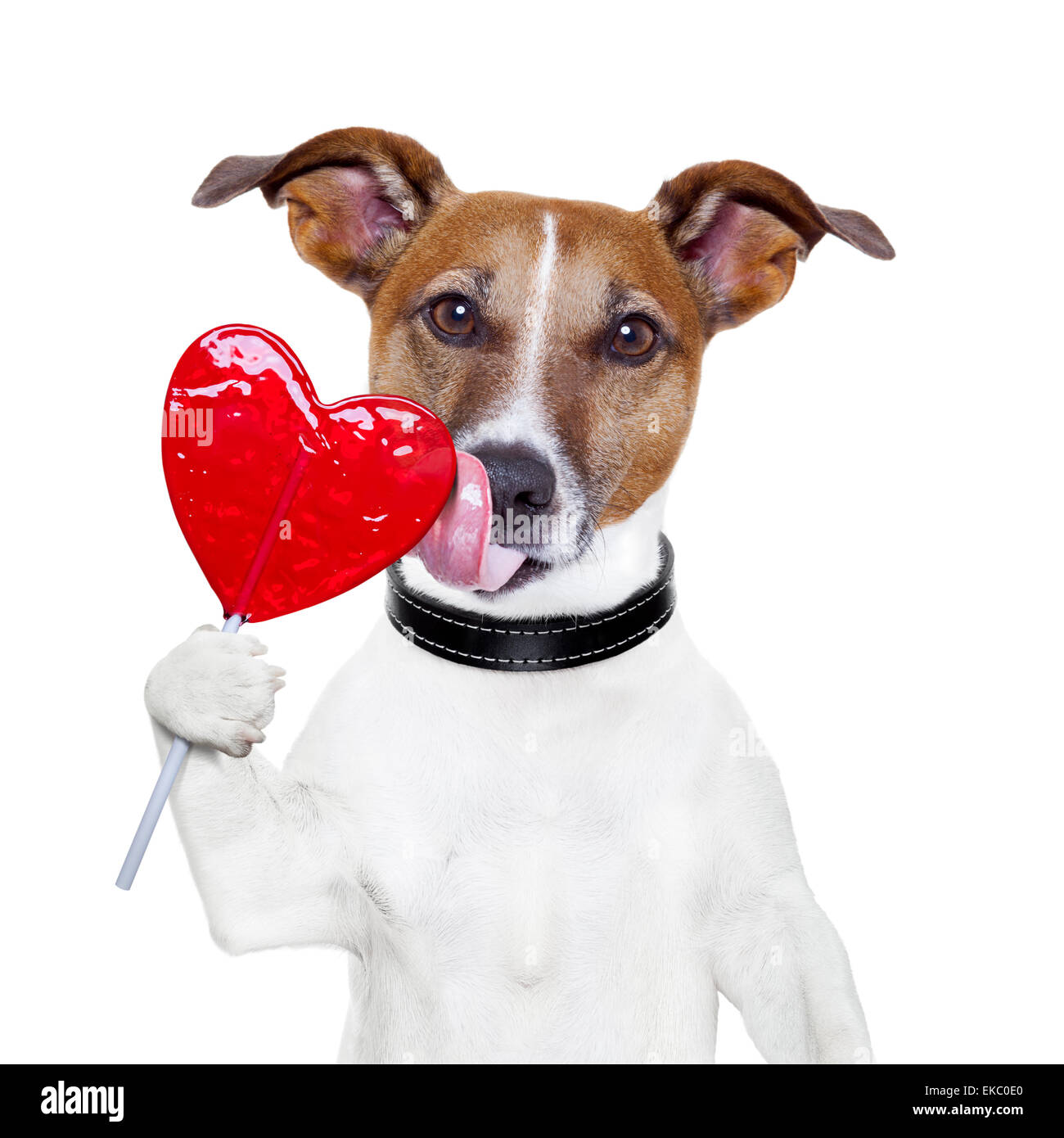Valentino lecca-lecca cuore cane leccare Foto Stock