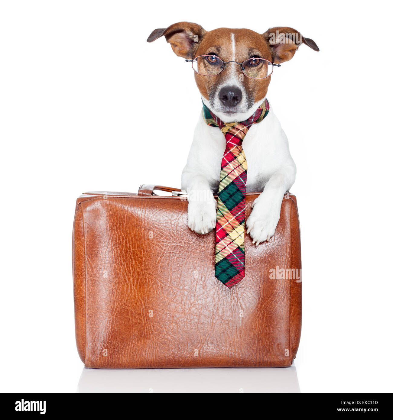 Cane con borsa in pelle Foto Stock