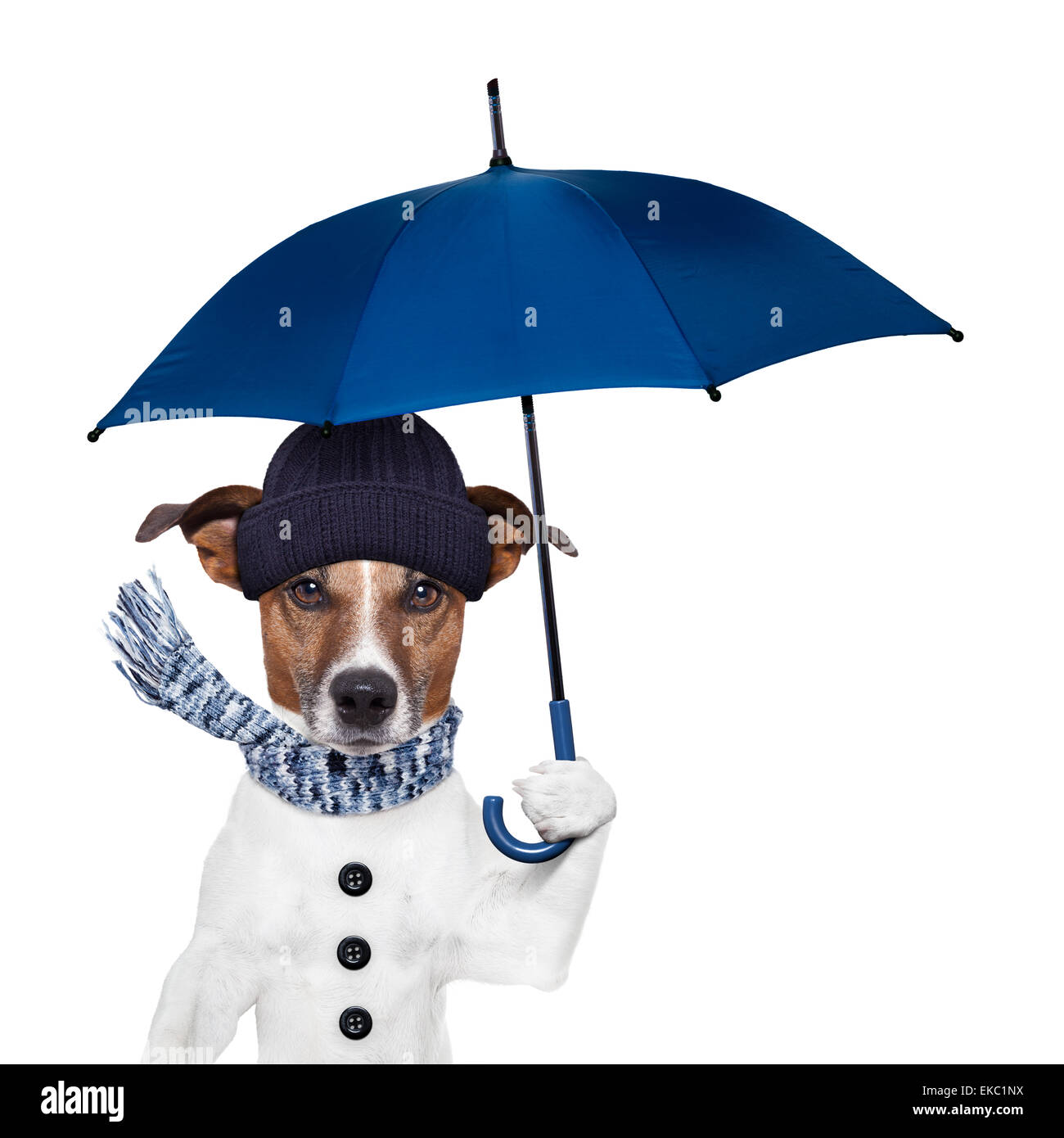 Ombrello pioggia cane Foto Stock