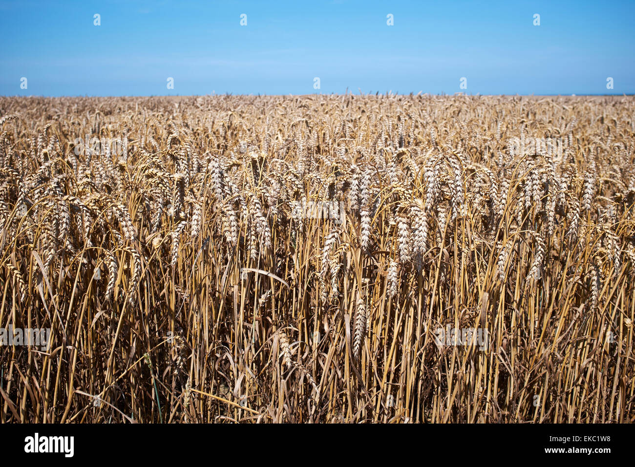 Wheatfield stagionato e cielo blu Foto Stock