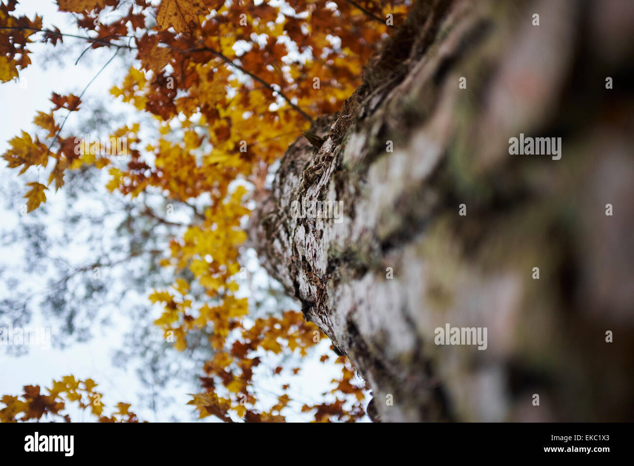 Basso angolo di visualizzazione struttura ad albero con foglie di autunno Foto Stock