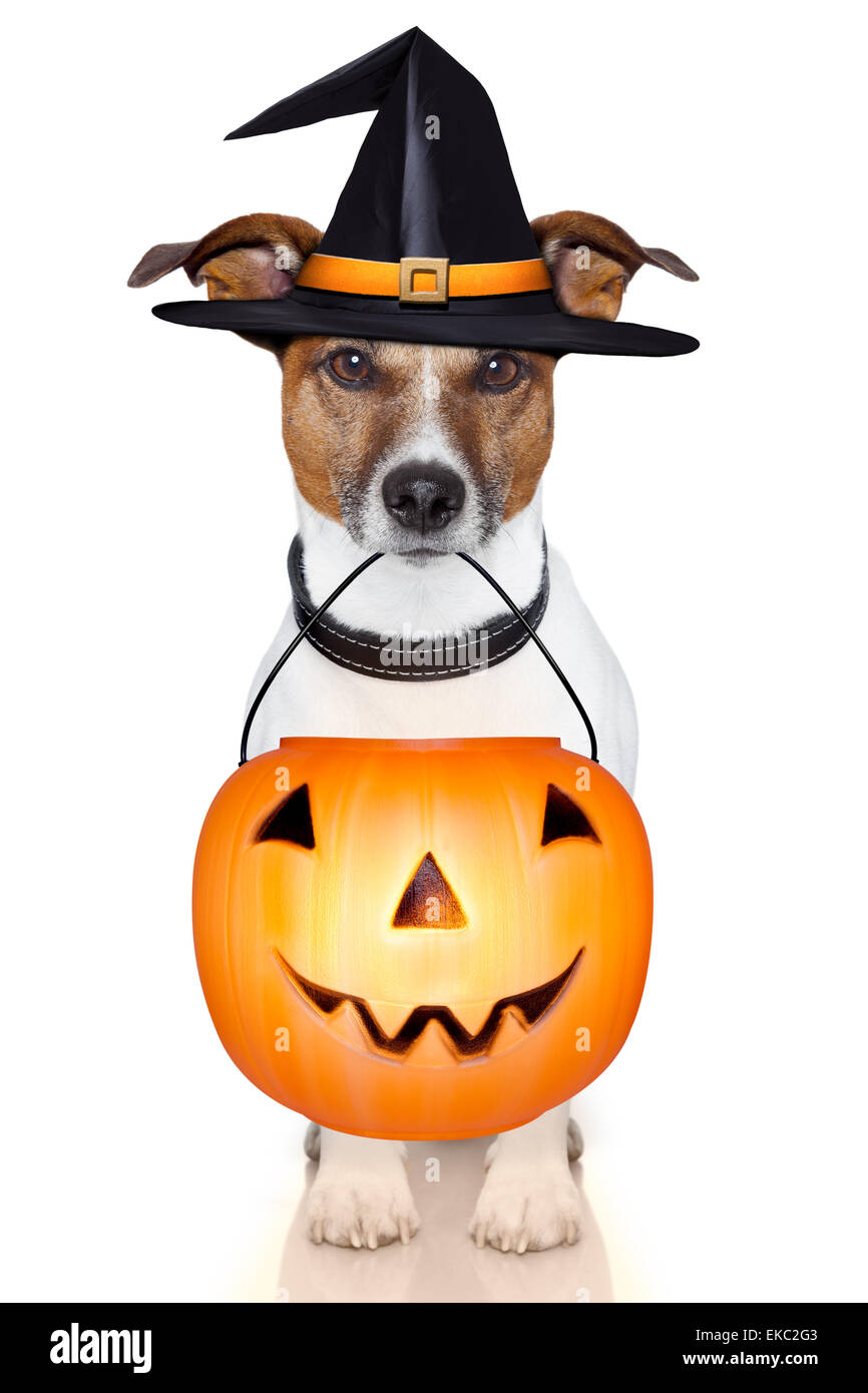 Zucca di Halloween strega cane Foto Stock