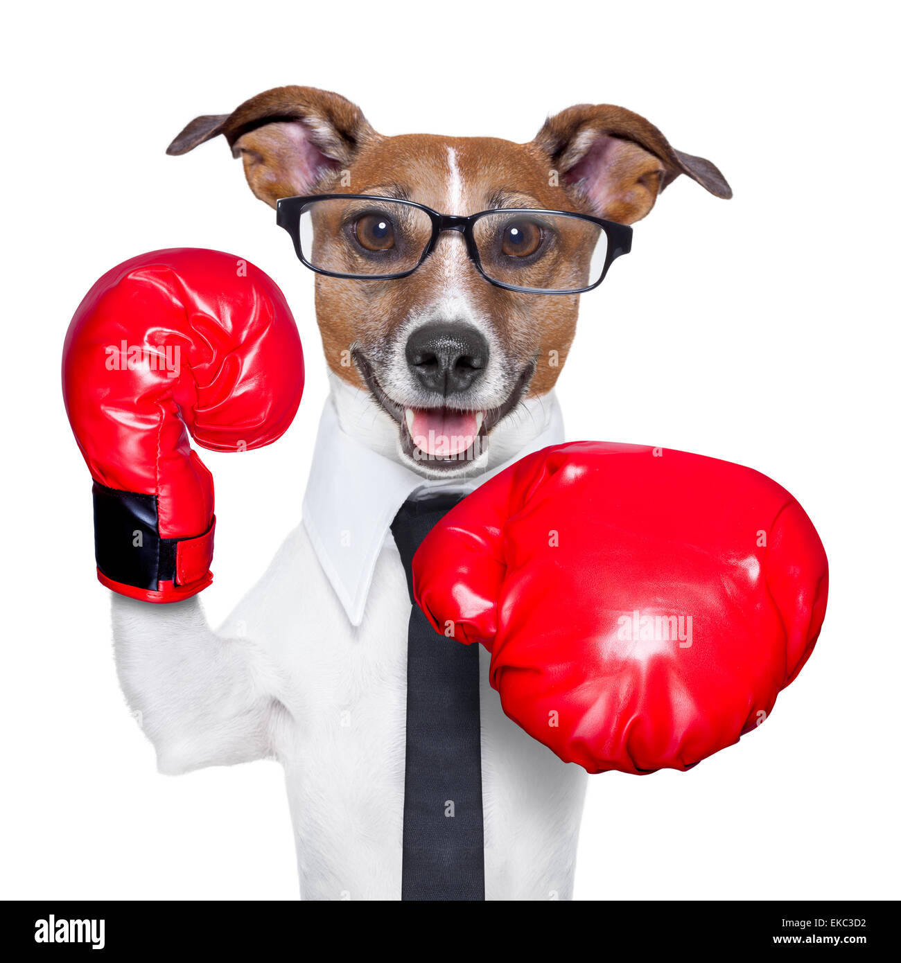 Cane boxe Foto Stock