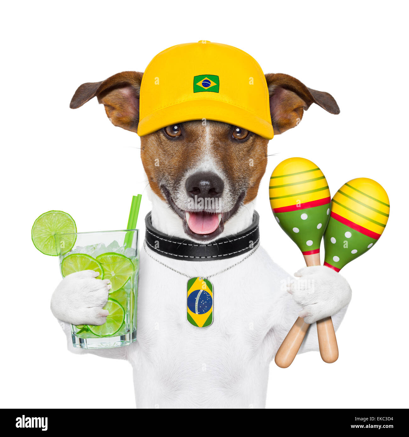 Funny dog brasile Foto Stock