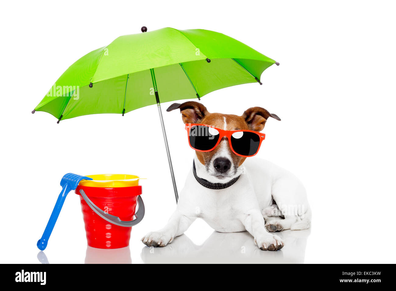 Il cane a prendere il sole con ombrellone Foto Stock