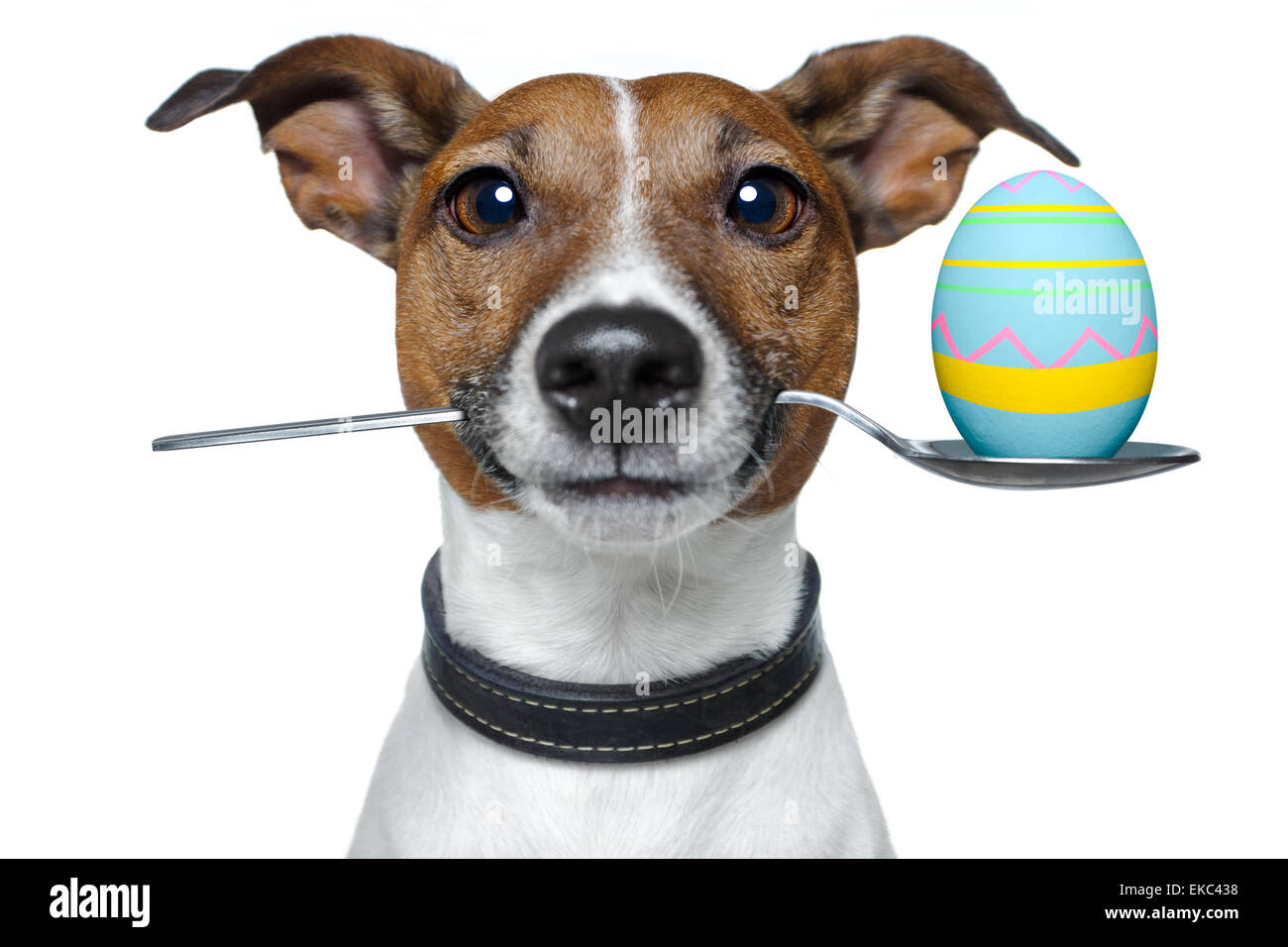 Cane con cucchiaio e uovo di pasqua Foto Stock