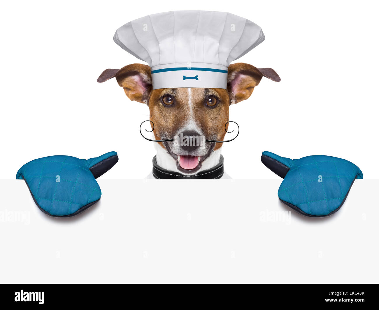 Cane chef cuoco banner Foto Stock