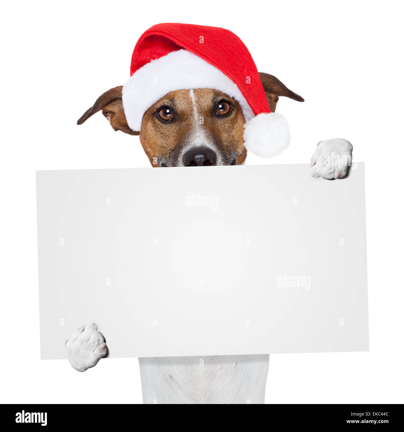 Banner di natale cane segnaposto Foto Stock