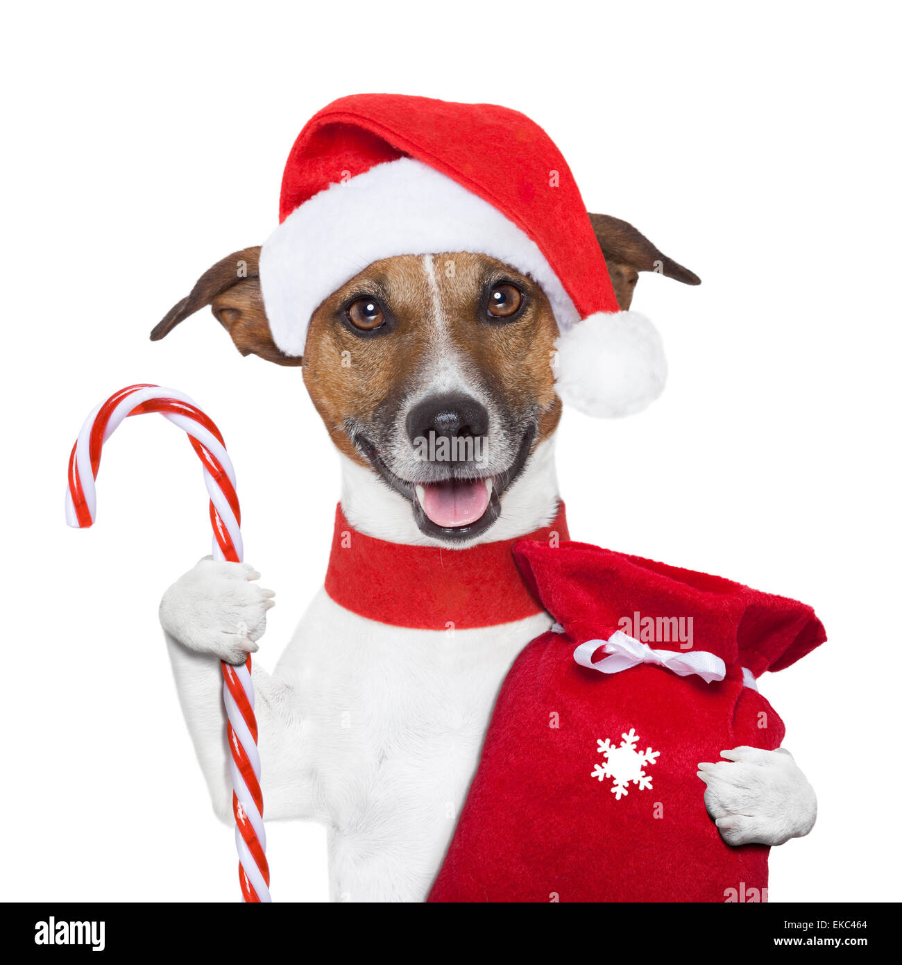 cane di Natale Foto Stock