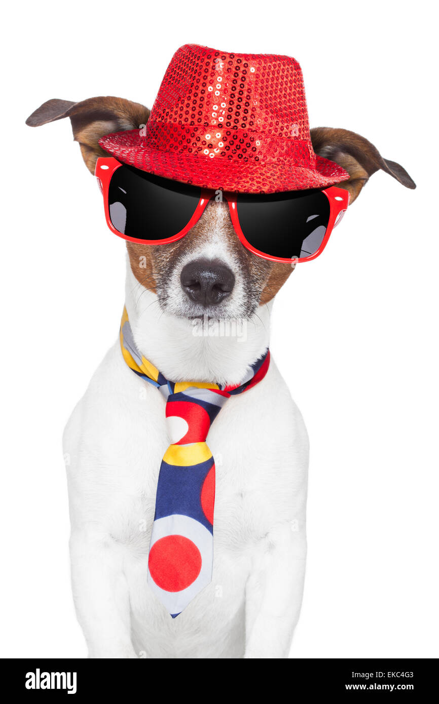 Crazy silly funny dog hat bicchieri tirante Foto Stock