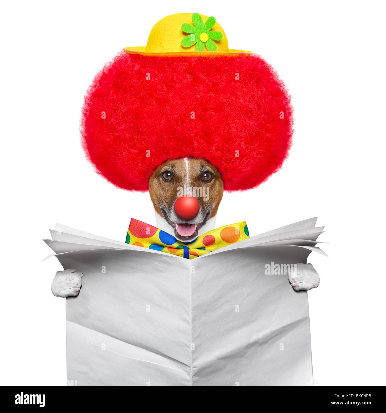 Clown cane con parrucca rosso e hat Foto Stock