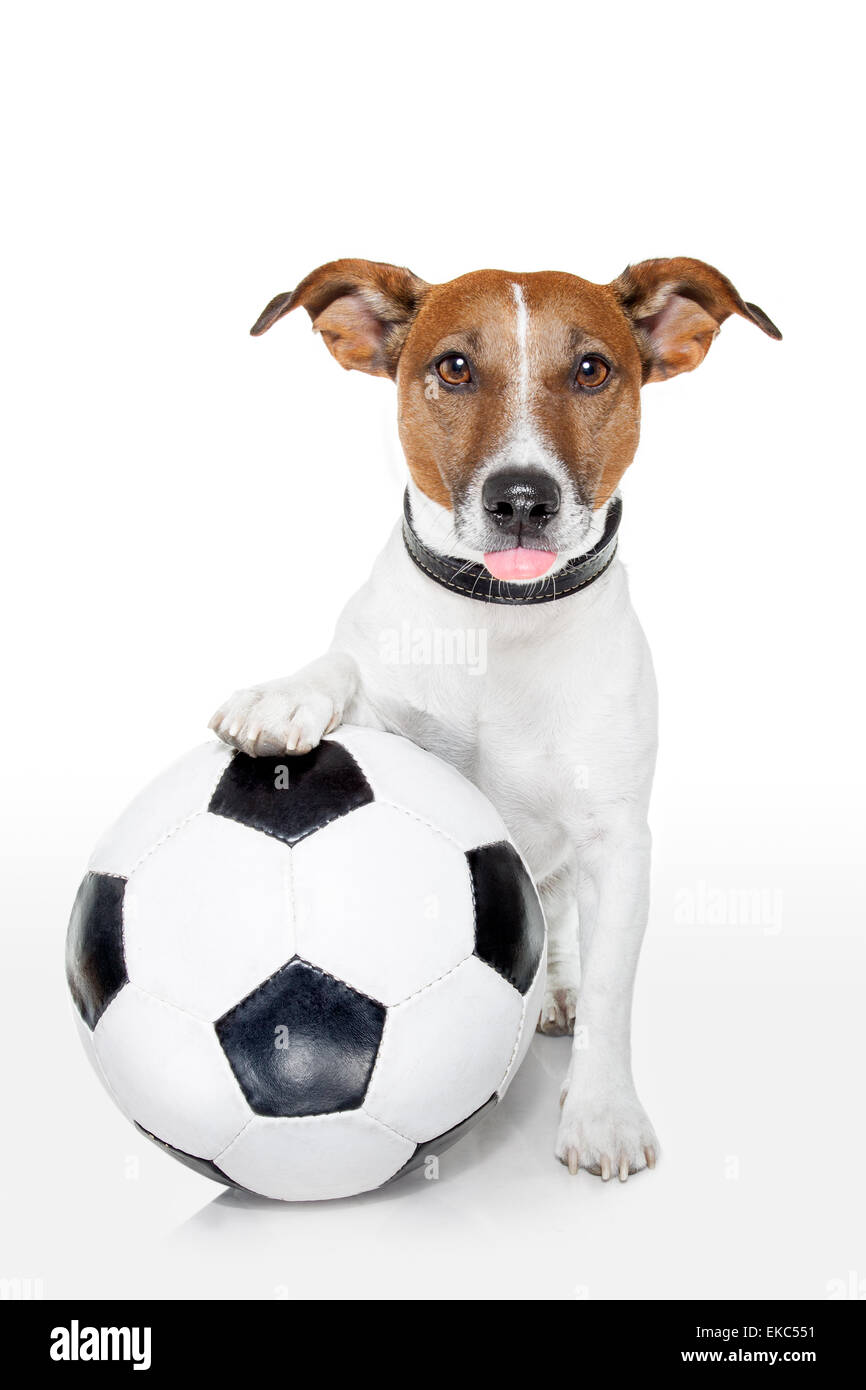Cane con un bianco pallone da calcio Foto Stock