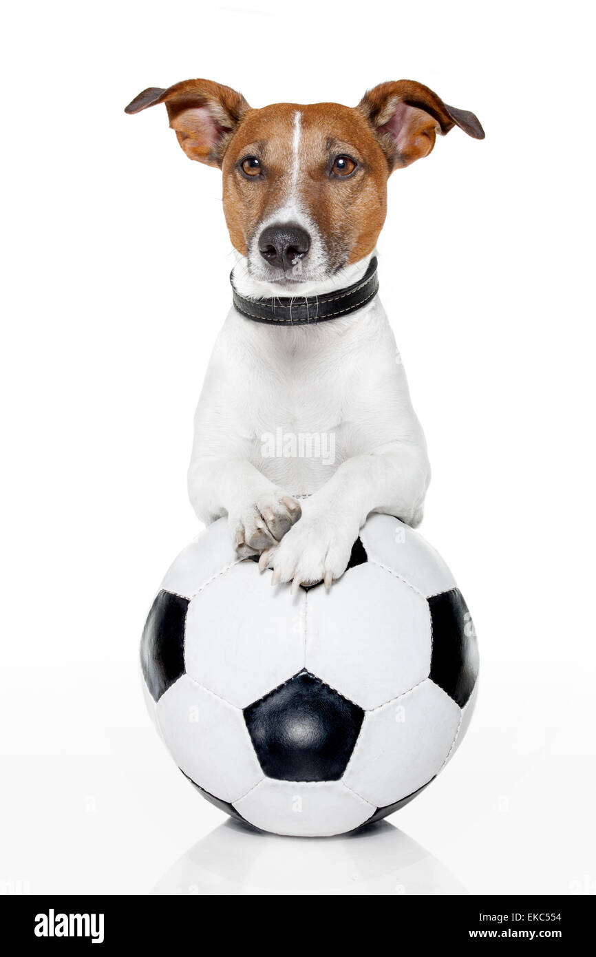 Cane con un bianco pallone da calcio Foto Stock