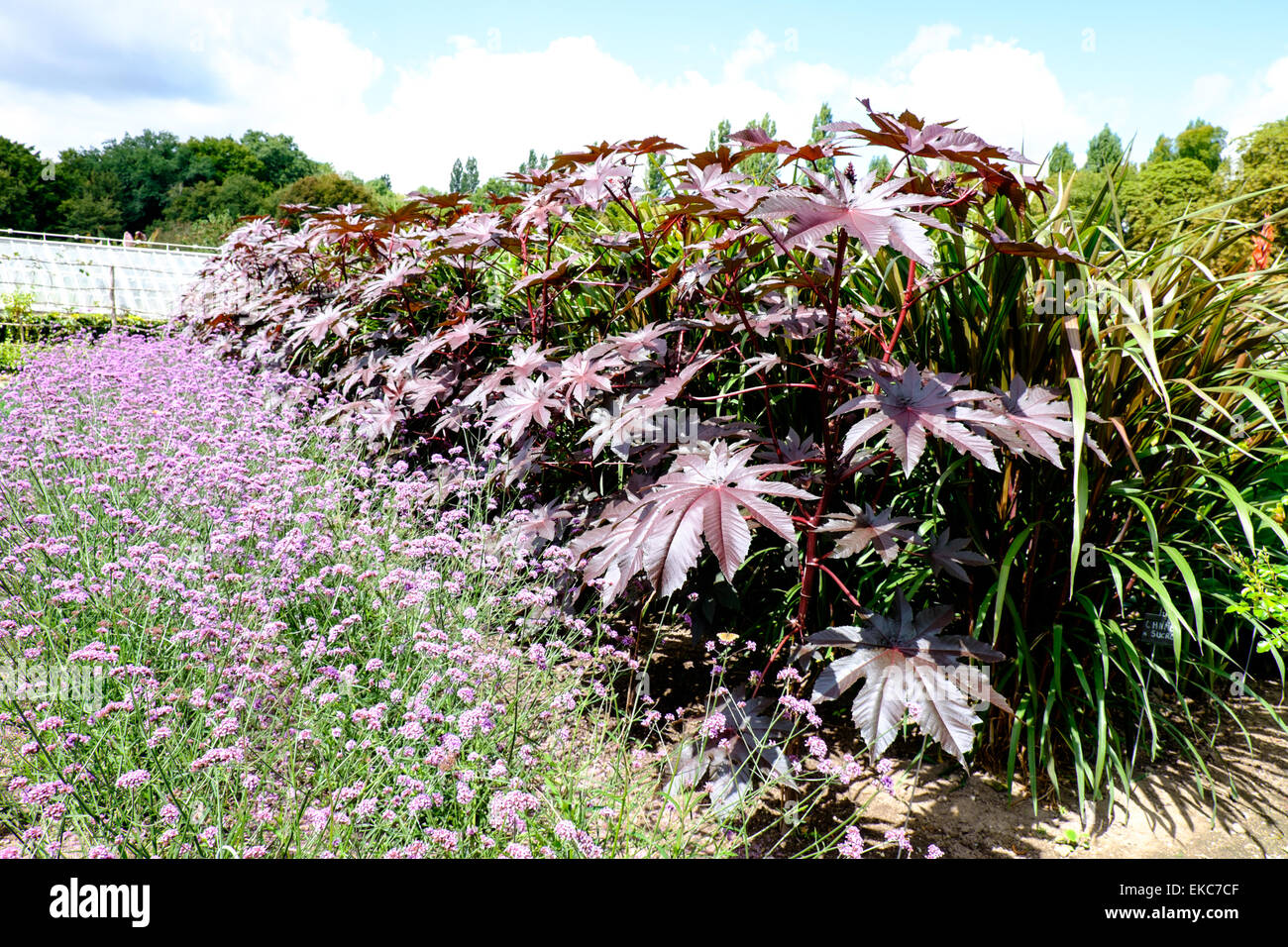 Vegetali e giardino fiorito presso Chateau de Chenonceau in Indre-et-Loire, Francia Foto Stock