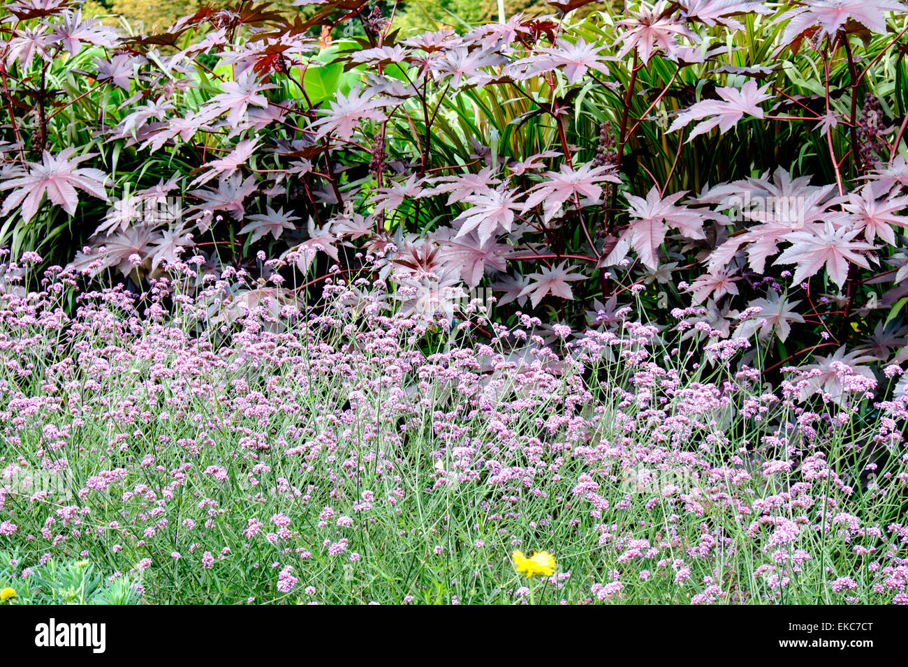Vegetali e giardino fiorito presso Chateau de Chenonceau in Indre-et-Loire, Francia Foto Stock