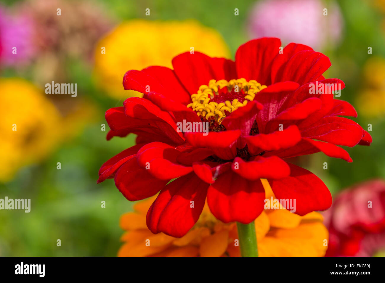 Un vibrante zinnia nel giardino estivo. Foto Stock